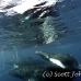 whale_humpback_h_00277_dom3678.jpg